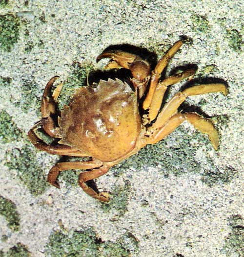 [caranguejo.jpg]
