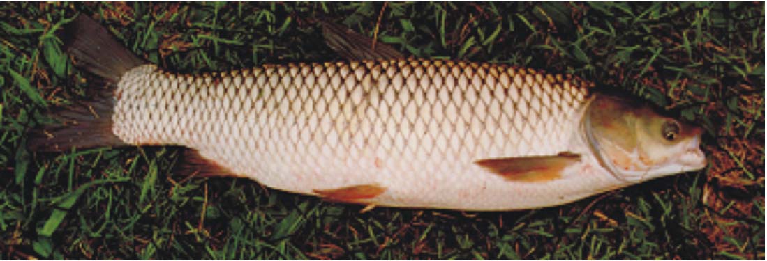 [carpa.jpg]