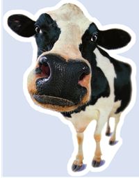 [mucca.JPG]