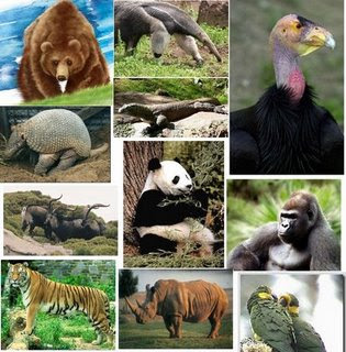 LOS ANIMALES EN EXTINCION