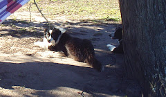 LOBO E ÍCARO
