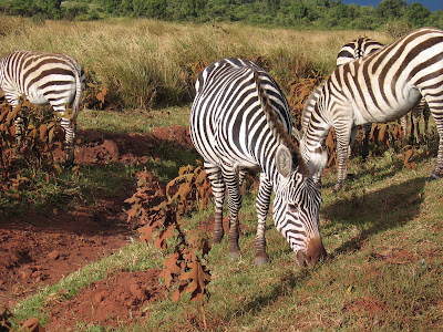 Safari Serengeti: zebre Imagini Serengeti: zebre
