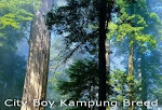 Visit  City Boy Kampung Breed Main Site Here