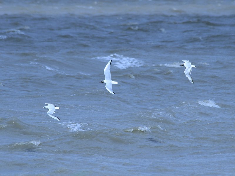 [Black-headed_Gulls-WWT_220608.jpg]