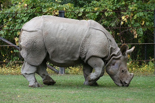 world animal world endangered