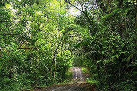 Resorts in Panama Gamboa Rainforest