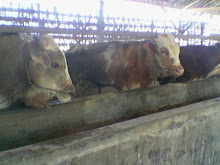 Sapi