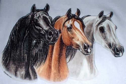 مملكة الحيوانات الحصان العربى الاصيل