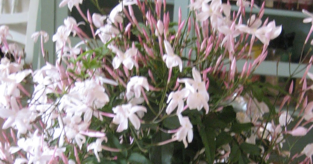 Fragrant jasmine....my favorite scent...