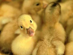 BABY DUCK