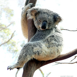 KOALA