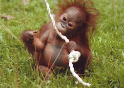 baby orangutan