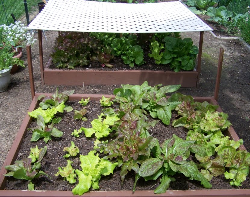 Annie's Kitchen Garden June 9, 2010 Made in the Shade