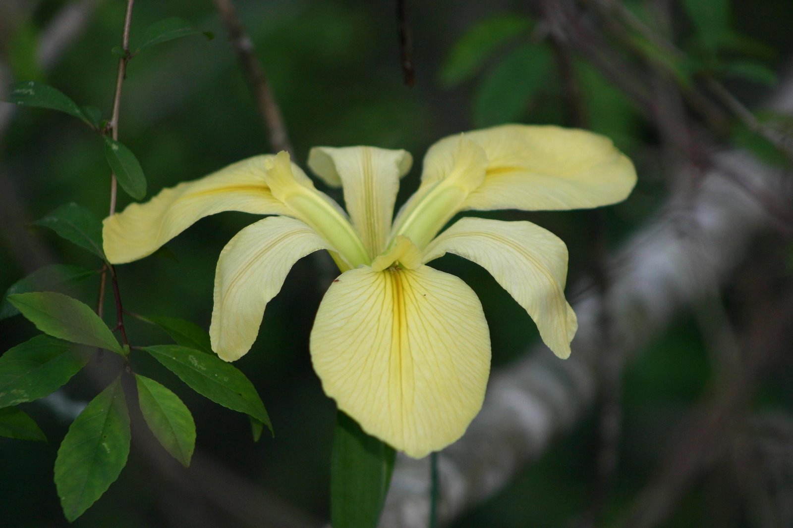[Yellow+iris2a.JPG]