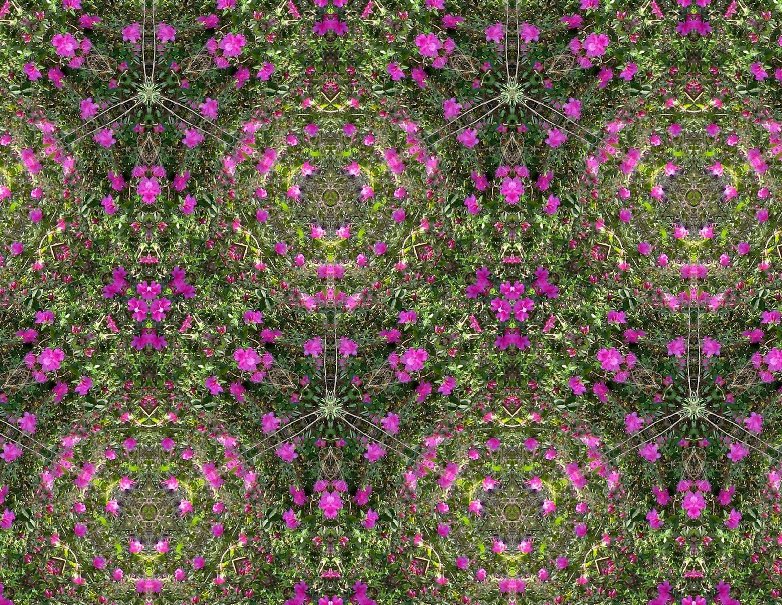[Azalea+flowers+kaleidoscope.JPG]