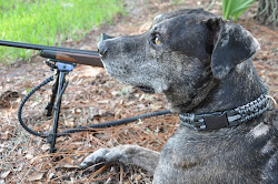 Dog collar & 40" Gun sling