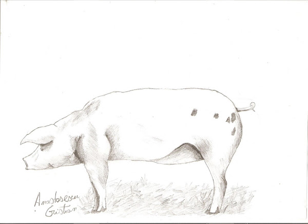 Porc(creion)