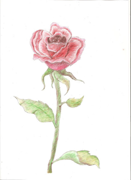 Trandafir(creioane colorate)
