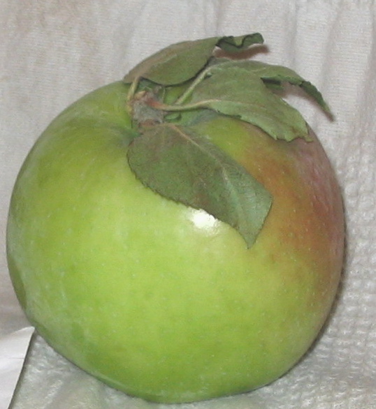 [Gravenstein.jpg]