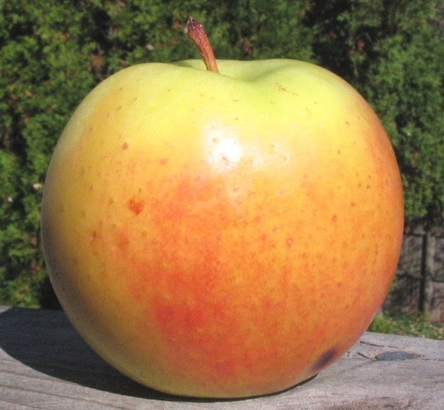 goldrush apple