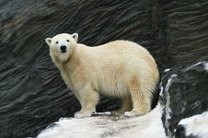 [polar_bear.jpg]
