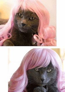 CatWigs003.gif
