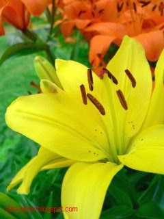 Info On Camera Shutter Speed Photography