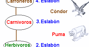 las cadenas alimenticias wikipedia cadena alimenticia conclusi 243 n las cadenas alimenticias wikipedia cadena alimenticia conclusi 243 n