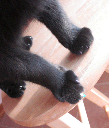 Cat+filing+nails+gif+tumblr