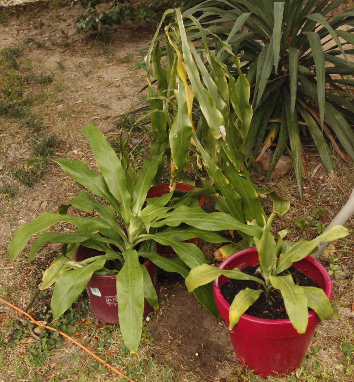 Tales from the Garden Corn Plant (Dracaena) Trimming Tales from the Garden Corn Plant (Dracaena) Trimming