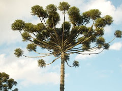 Araucaria angustifolia - Pinheiro do Paraná
