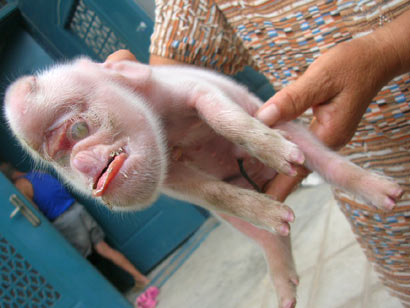 And finally, MonkeyPig