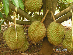 The Ungaran Site: Wisata Kebun Strawberry Kopeng