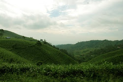 Embun Sejuk Pagi Hari