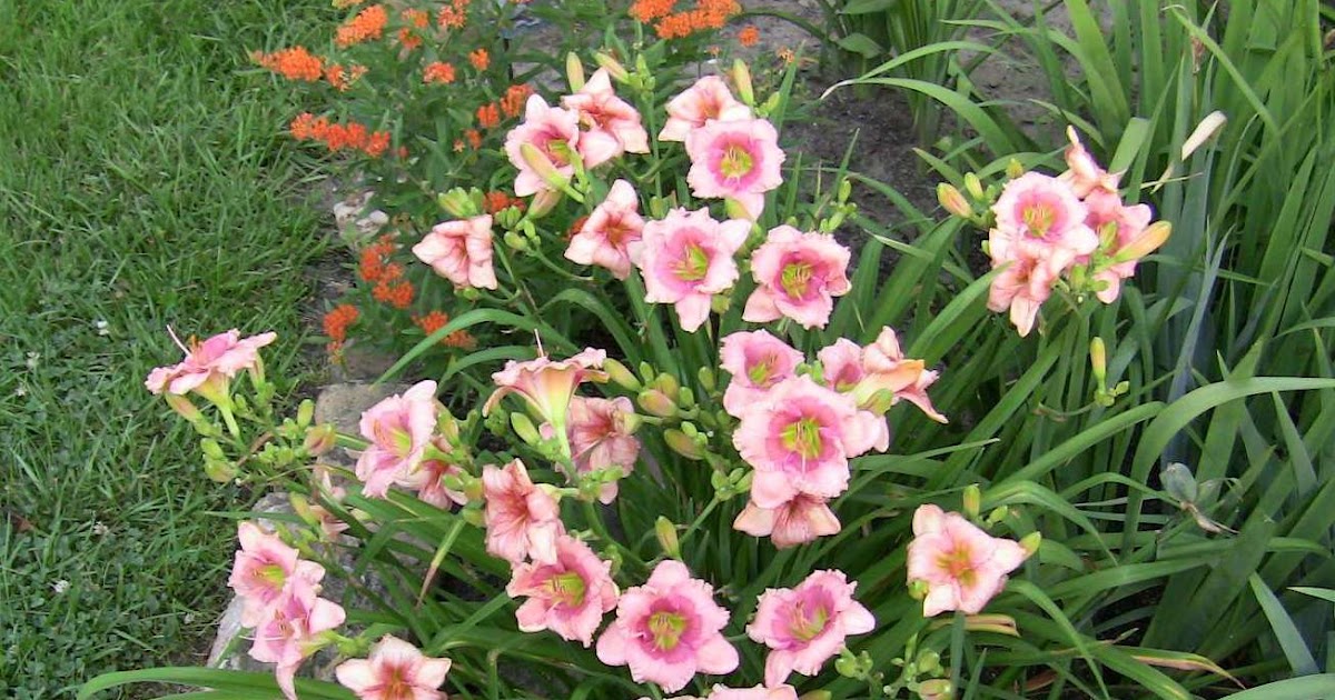 Cats and Catts Daylily Phase