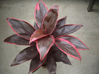 estudiar jardineria jardinerias trabajos de jardineria