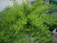 estudiar jardineria jardinerias trabajos de jardineria