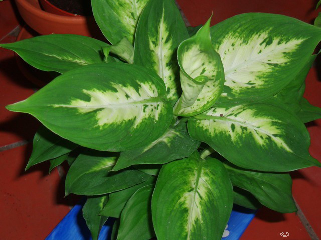 [Dieffenbachia+(4).jpg]