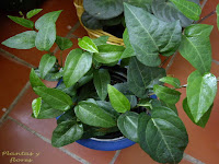 paisajismo viveros el jardin