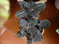 paisajismo jardin jardineria plantas escuela de jardineria