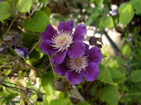 escuela paisajismo libros jardineria jardineria basica