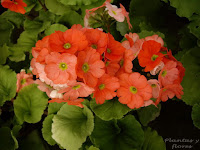 centros jardineria centros de jardineria material jardineria