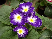 material jardineria paisajismo jardin jardineria plantas