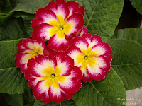 material jardineria paisajismo jardin jardineria plantas