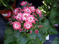 escuela jardineria cursos paisajismo centros jardineria