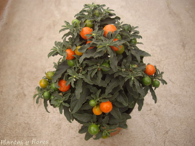 [Solanum+pseudocapsicum+(3).jpg]