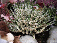 diseno jardineria estudiar jardineria jardinerias