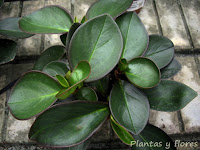 cursos de jardineria cursos jardineria paisajismo jardines