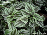 cursos de jardineria cursos jardineria paisajismo jardines