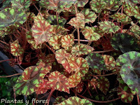 jardineria y paisajismo articulos jardineria diseno jardineria